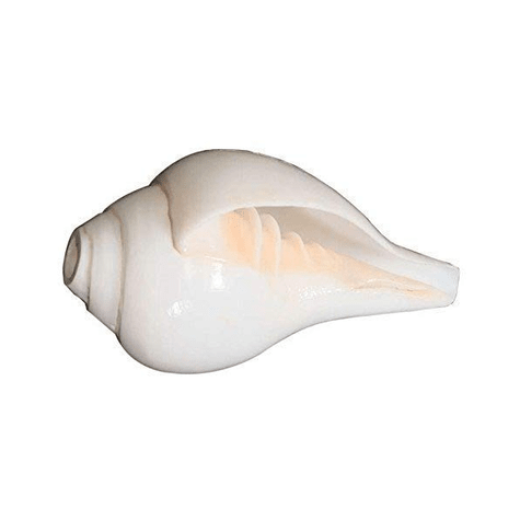 Blowing Shankh (6.30 Inch) thumbnail 1